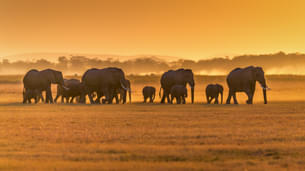 Afternoon Game Drive at Amboseli National Park