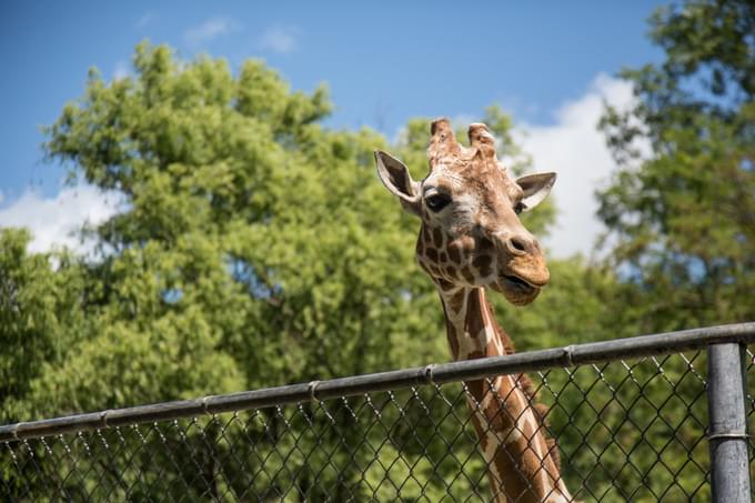 Giraffe in Perth Zoo