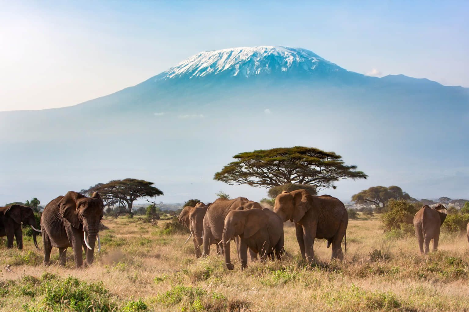 Amboseli National Park, <em>Kenya</em>