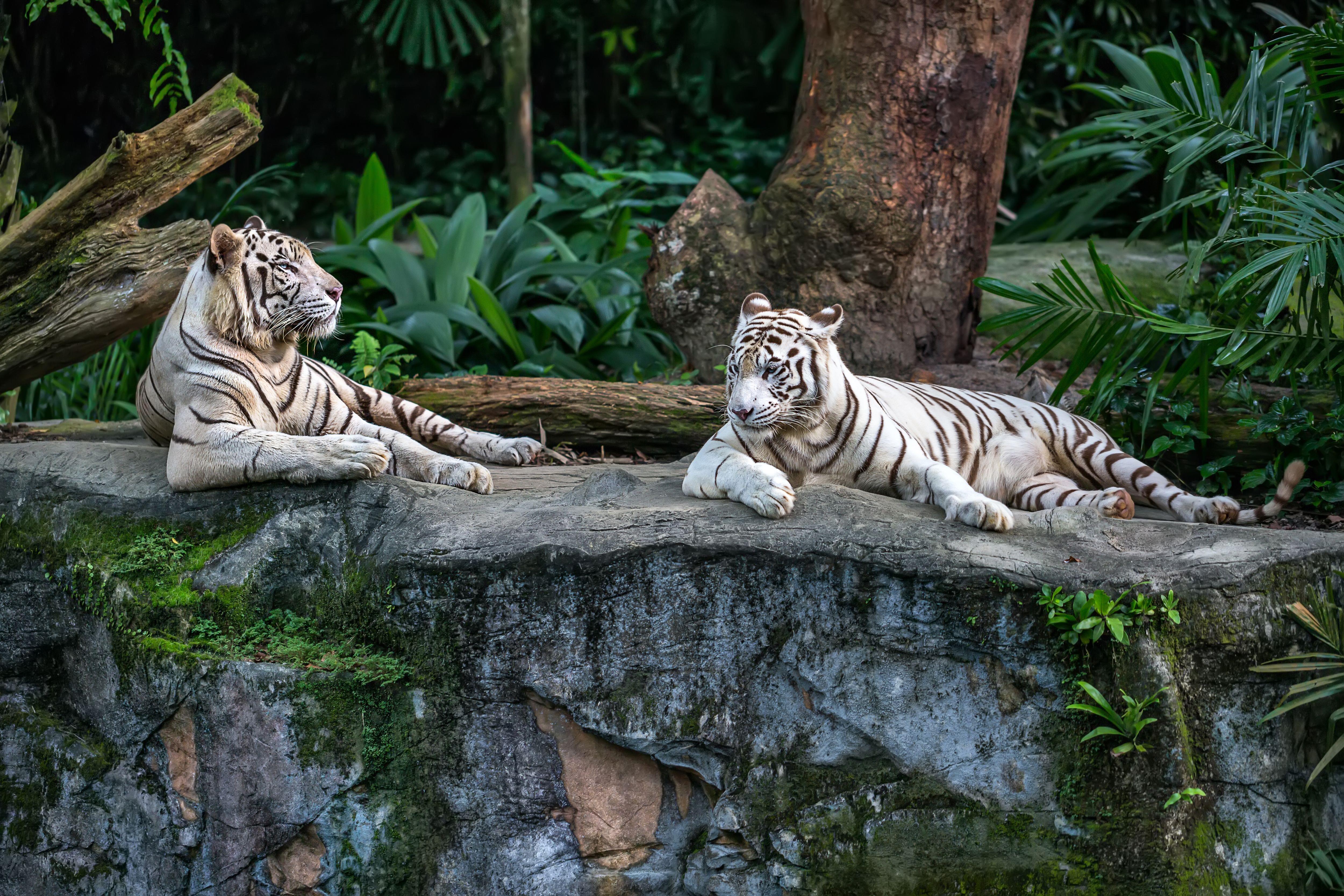 White Tiger  in Singapore Zoo