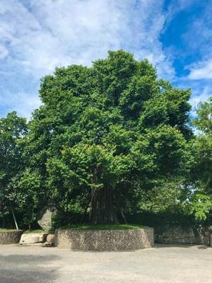 Million Years Stone Park and Crocodile Farm