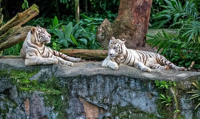 Singapore Zoo