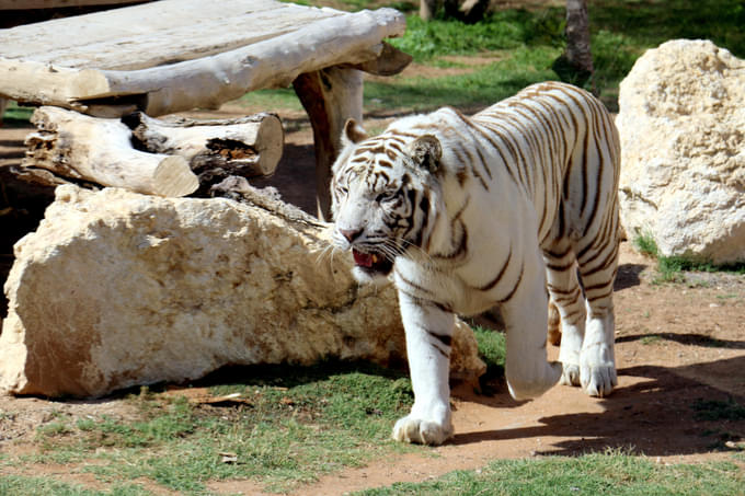 Al Ain Zoo