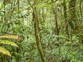 6y774walx0iiflta6xl4xt0ekaal forest on gunung batu brinchang  malaysia