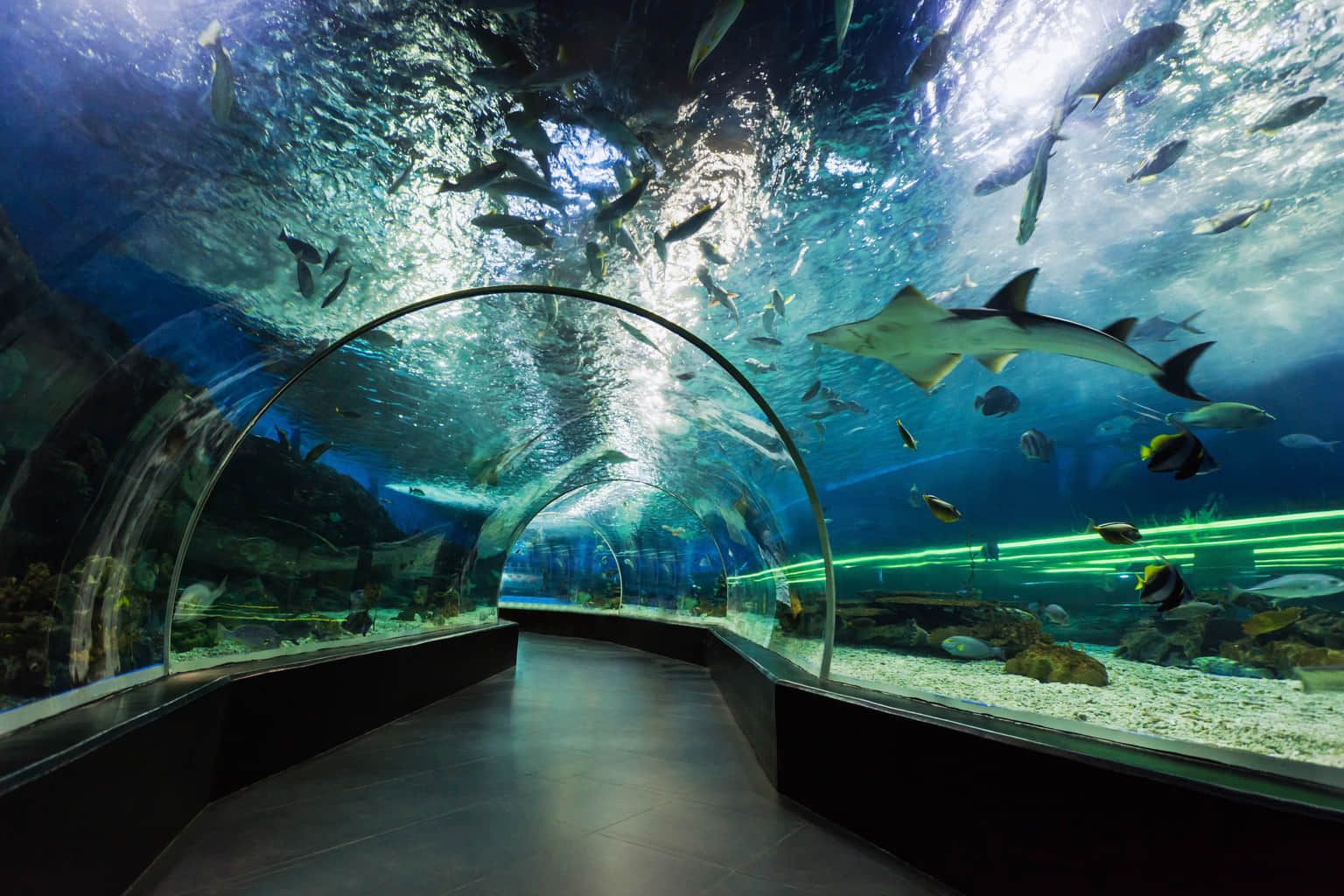 Dubai Aquarium And Underwater Zoo, <em>Dubai</em>