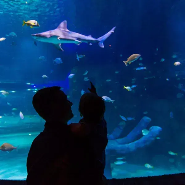 Ocean Tunnel