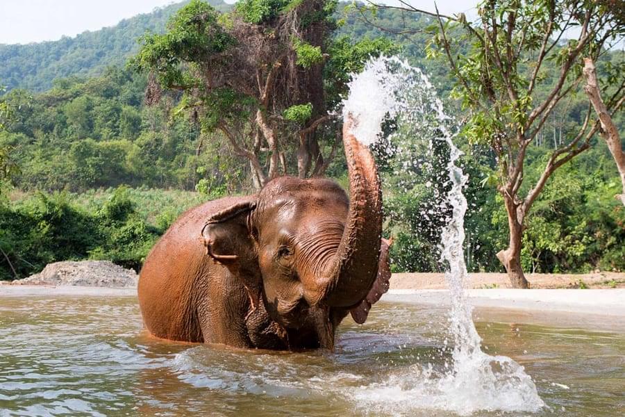 Observe the elephants enjoying their newfound freedom with wonder and joy