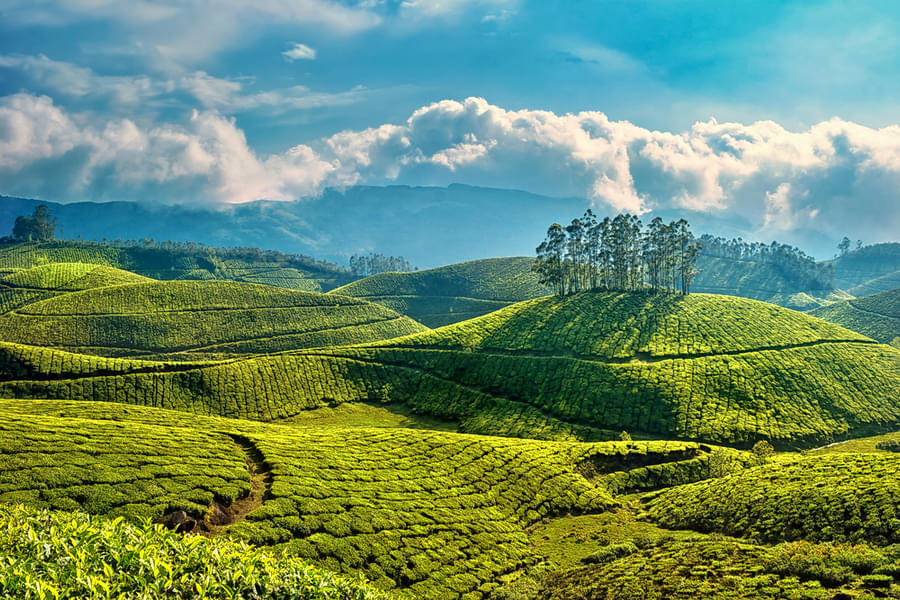 Munnar Tour Package For 3 Days Image