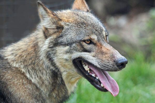 Wolf in Colchester Zoo