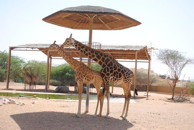 Al Ain Zoo