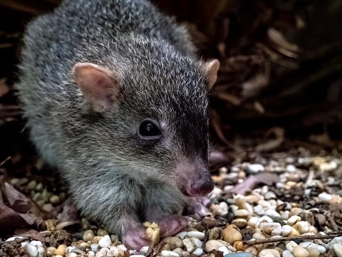 Northern Bettong