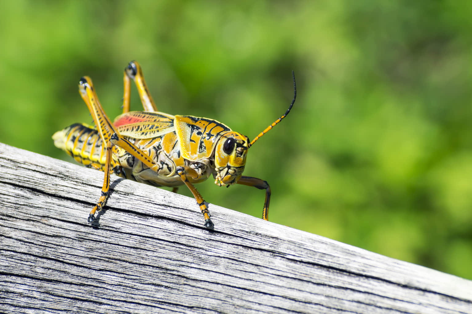 Insects