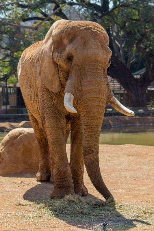 National Zoological Gardens of South Africa