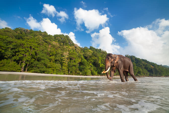 Elephant Beach, Havelock