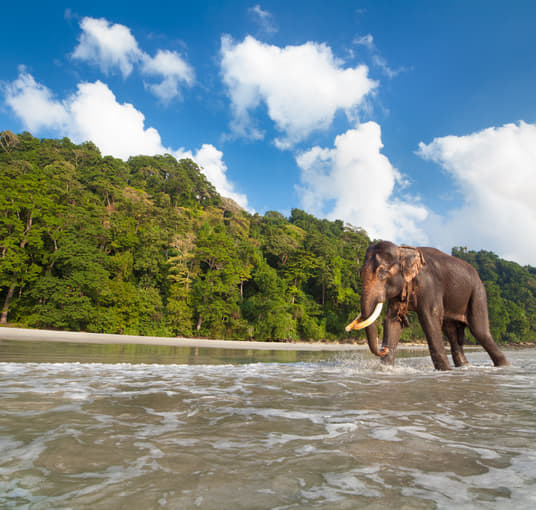 Elephant Beach, Havelock