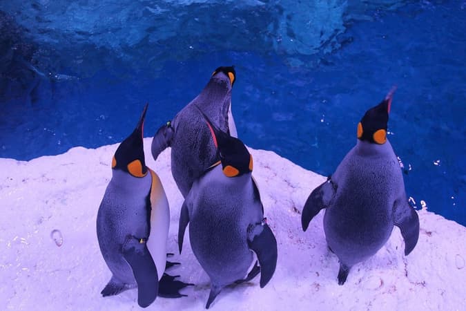 Sea Life Val d'Europe