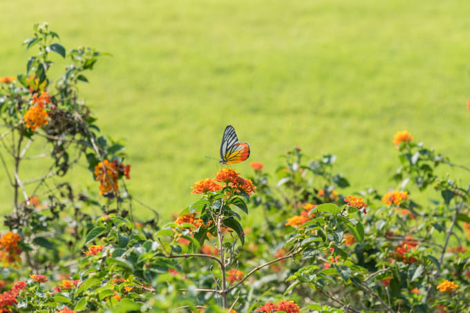 Kuala Lumpur Butterfly Park