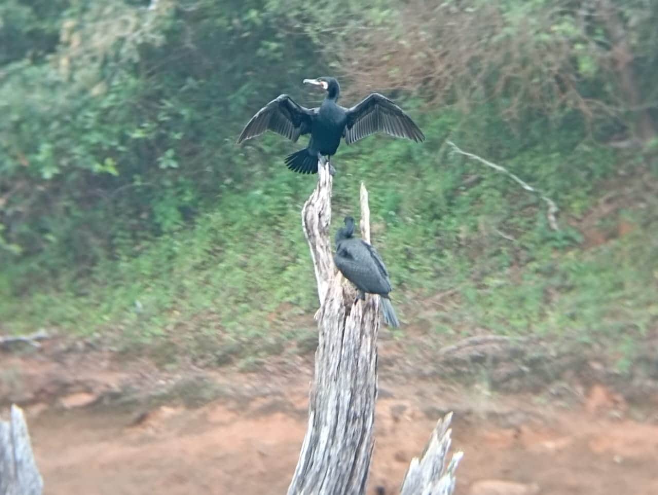 Photo from pk sivaramakrishnan's trip
