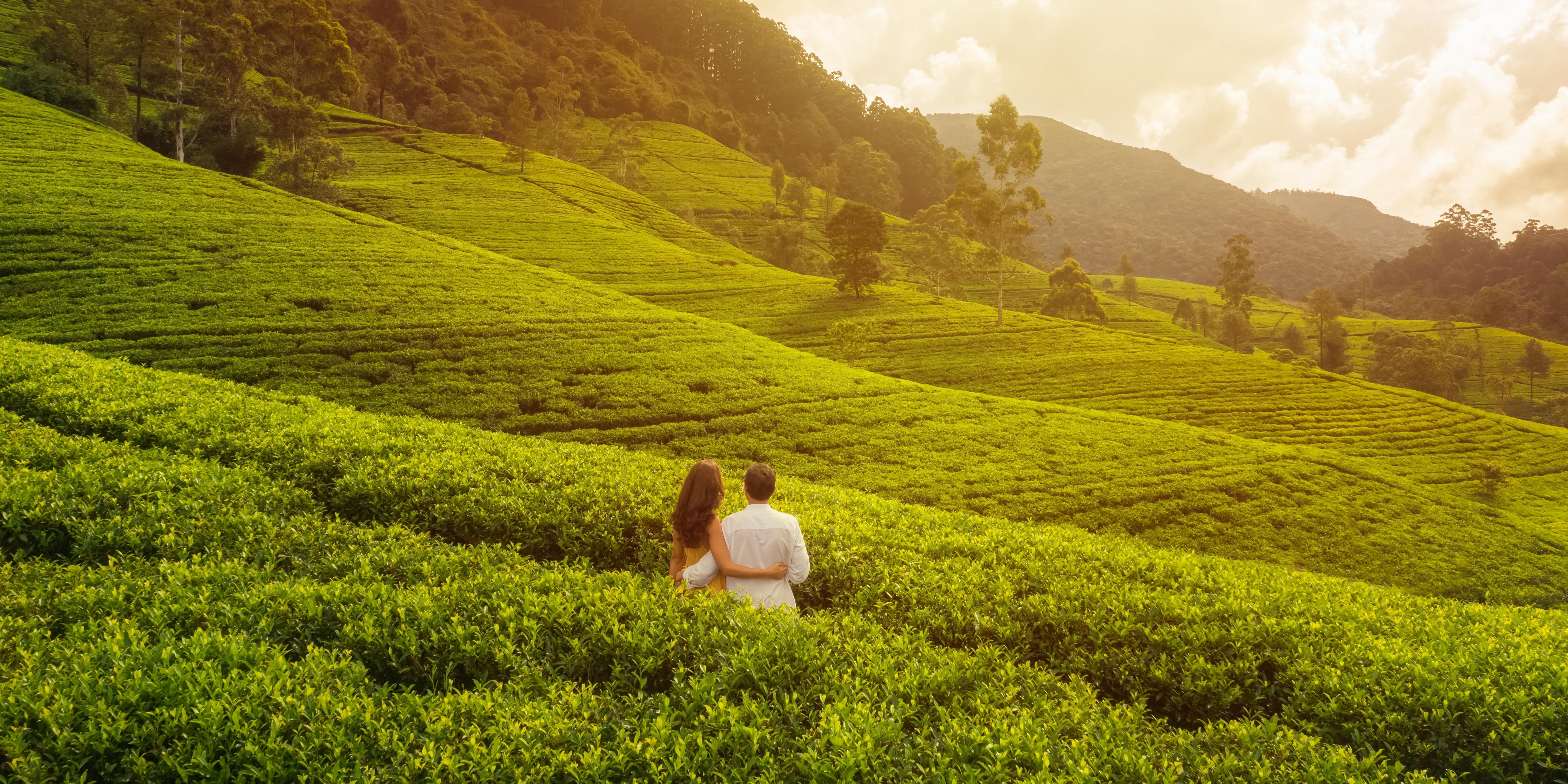 Couple in lush Tea Plantation of Munnar