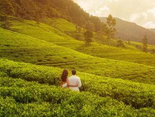 Couple in lush Tea Plantation of Munnar