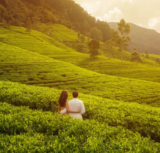 Couple in lush Tea Plantation of Munnar