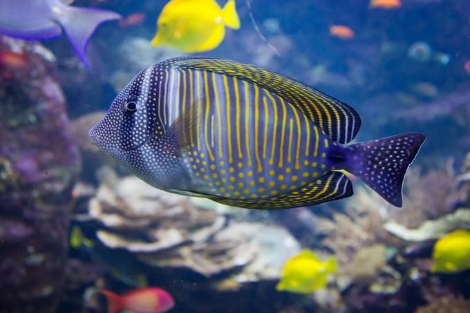 Fish at Parque das Aves