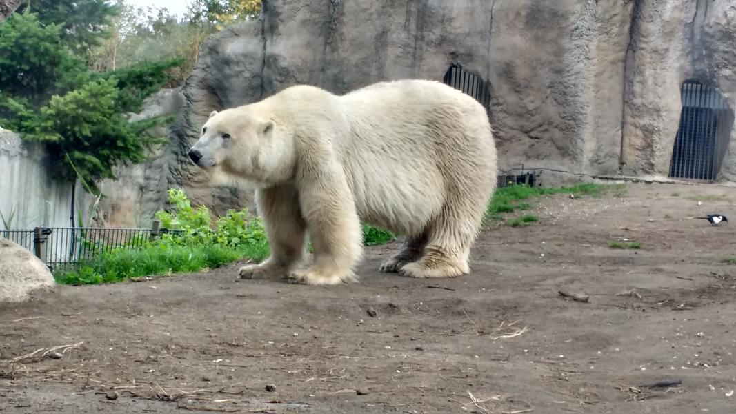 Watch the cute and big polar bear