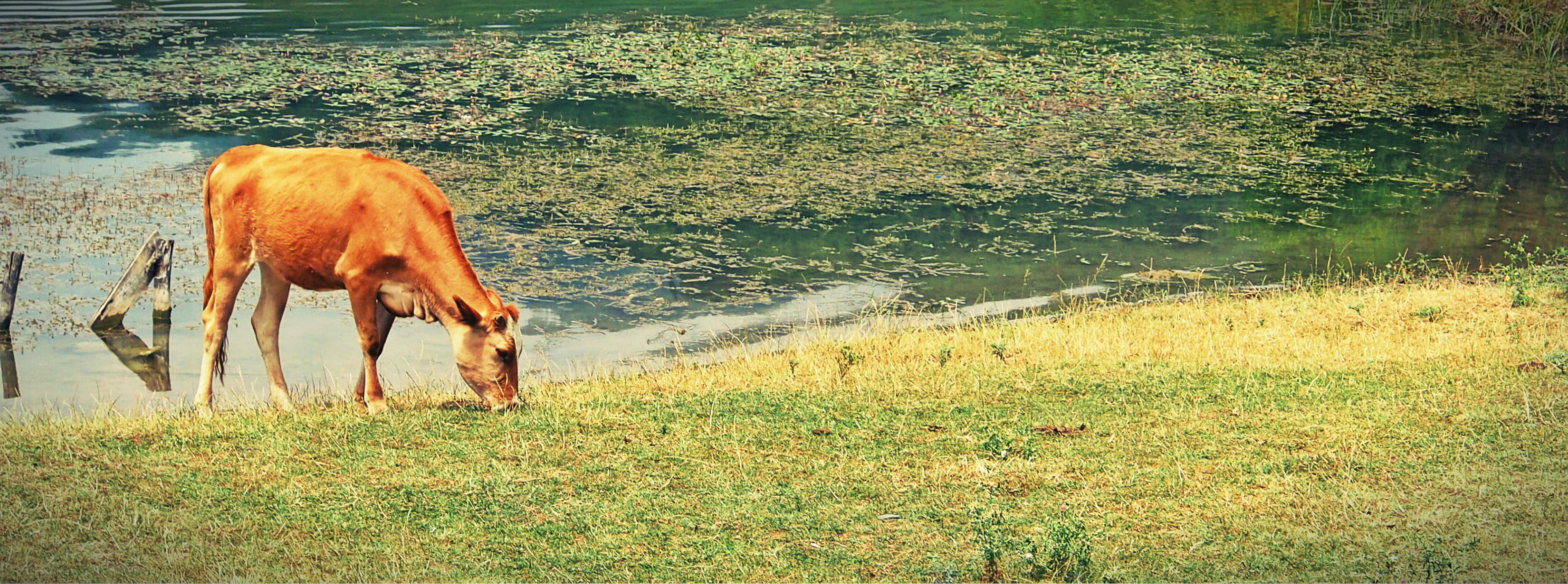 Nohur Lake