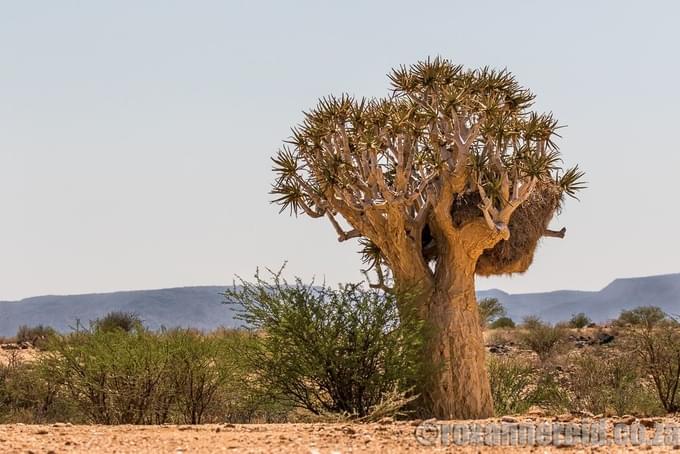 Try Rock Spotting and See the Quiver Tree.jpg