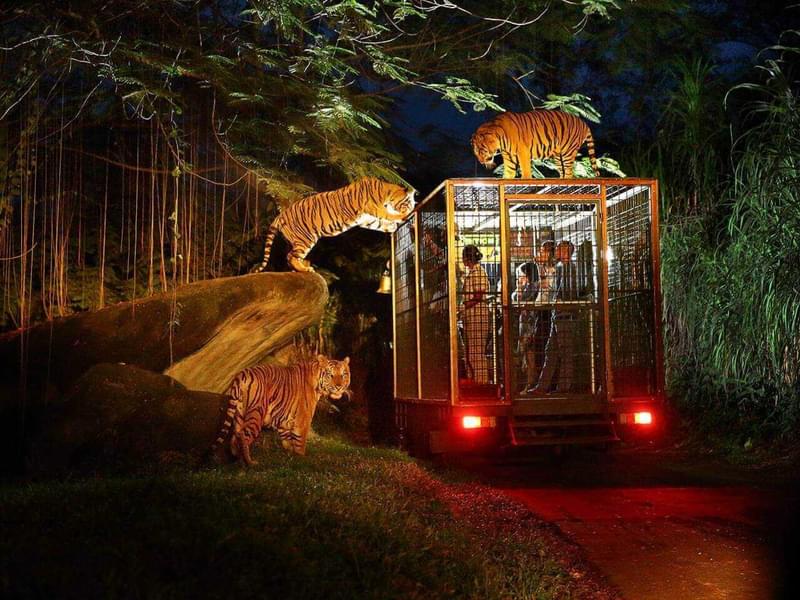 Night Safari In Bali