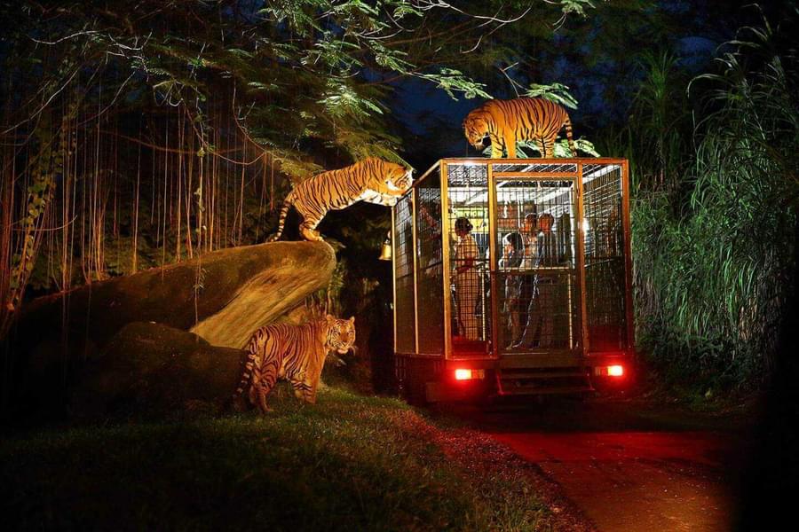 Night safari and walking trails through rainforest past elephants, tigers & leopards.