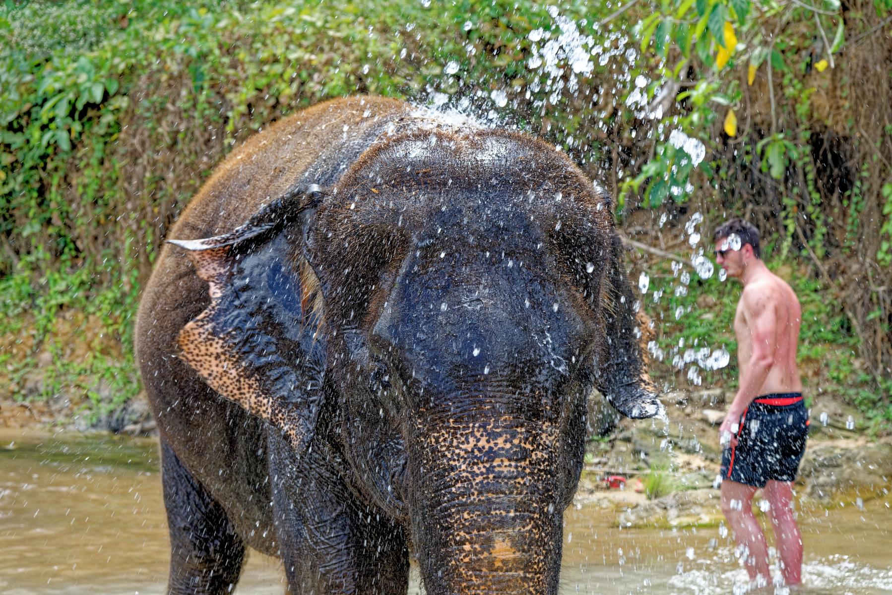 Elephant Feeding And Showering (Morning)