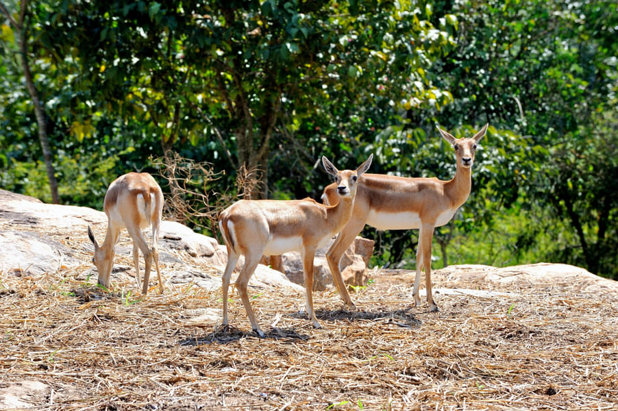 Bannerghatta National Park Safari Image