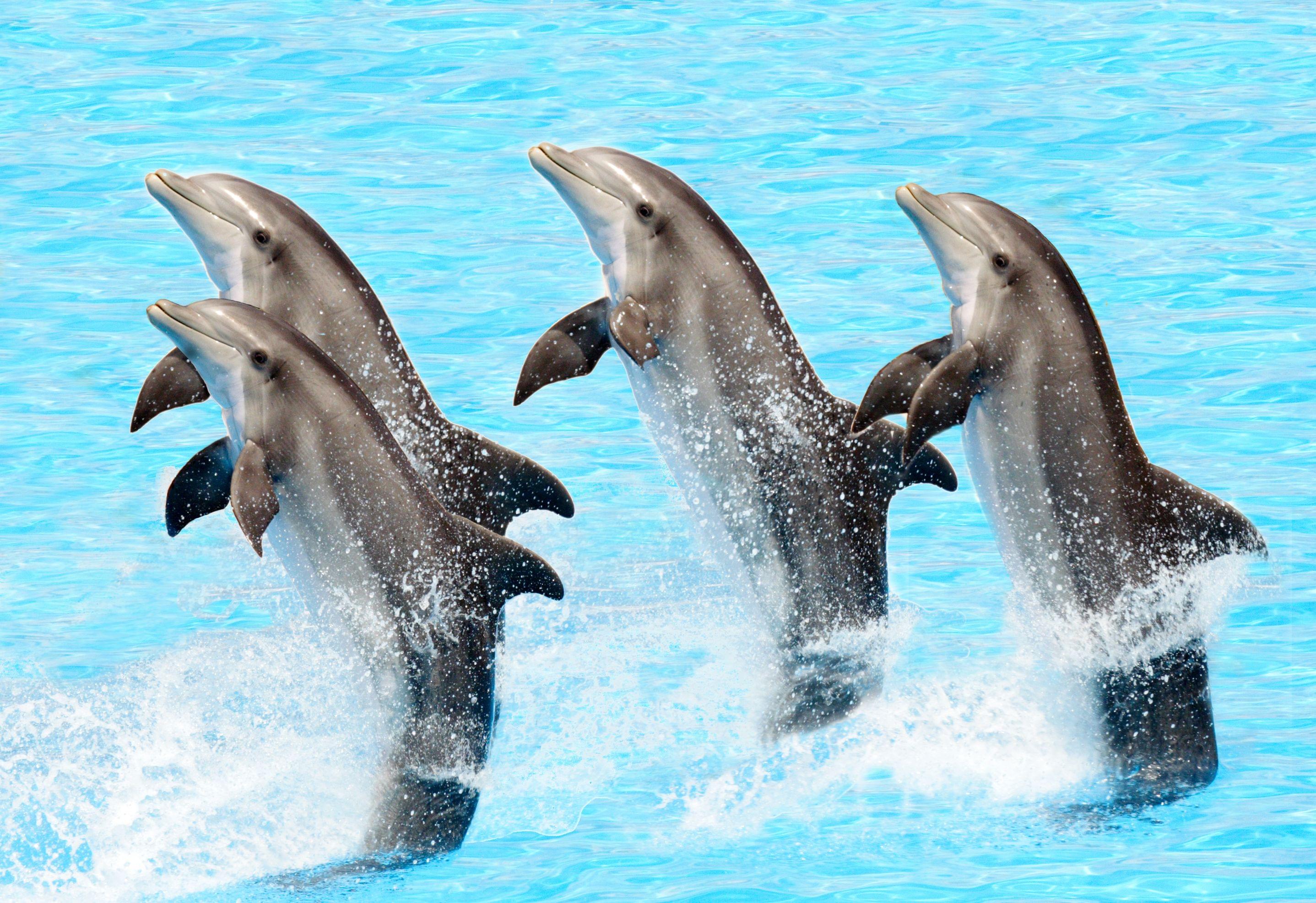 dolphin show dubai.jpg