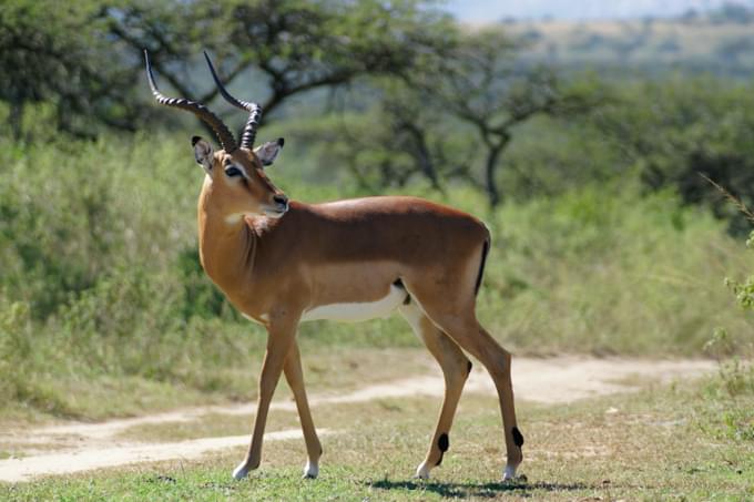 Antelope in Prague Zoo