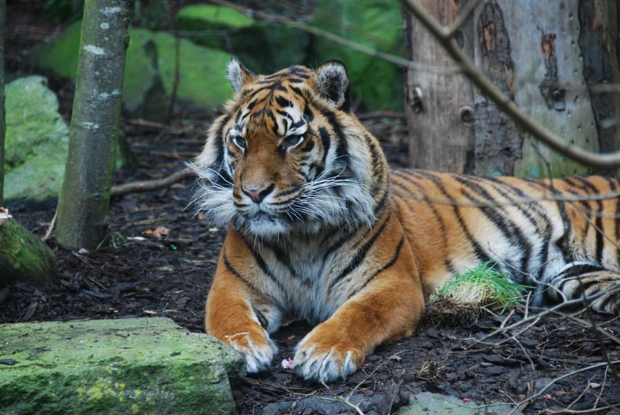 Behold the majestic Sumatran tiger, a true symbol of power and grace