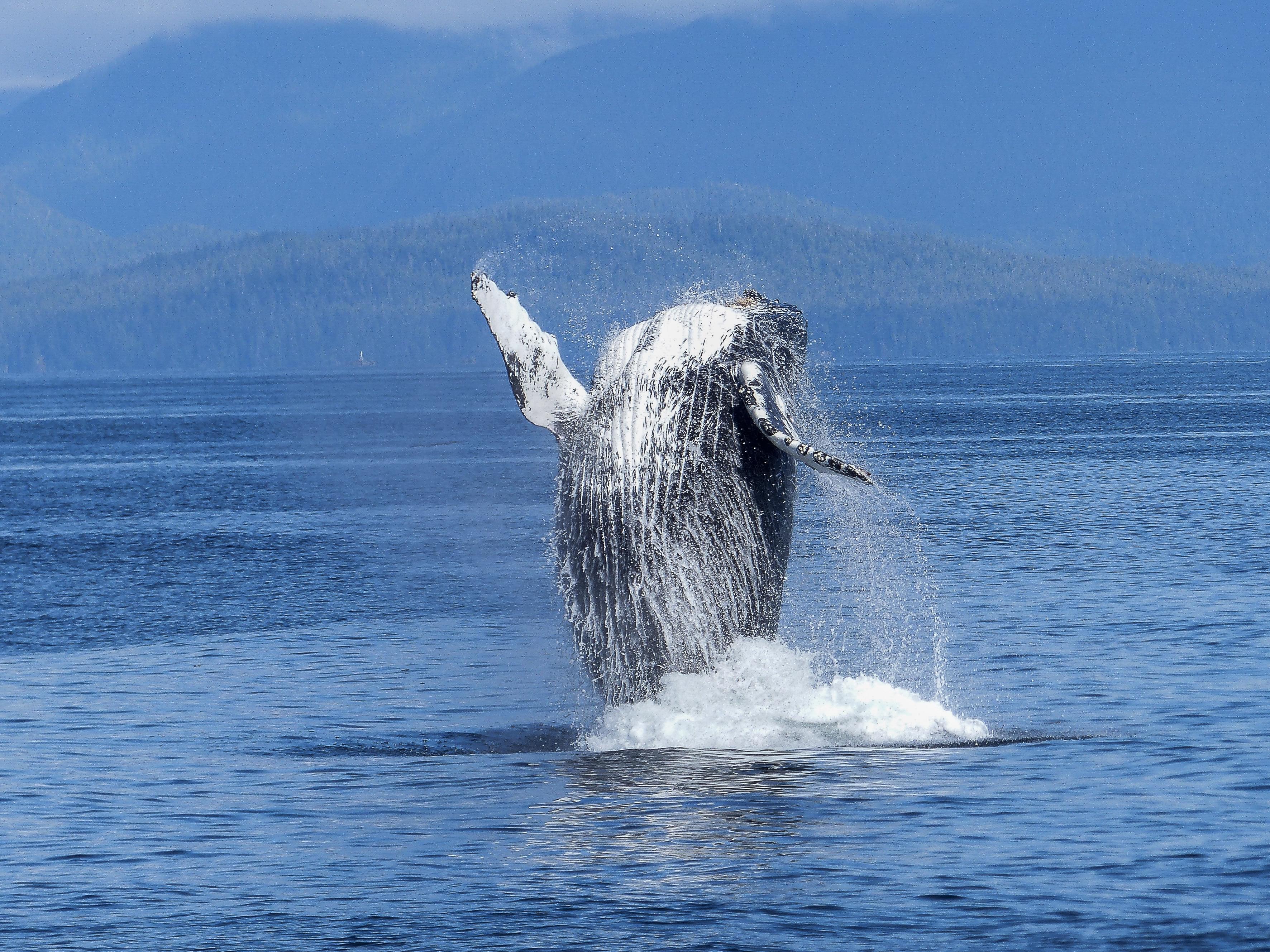 Go Whale Watching