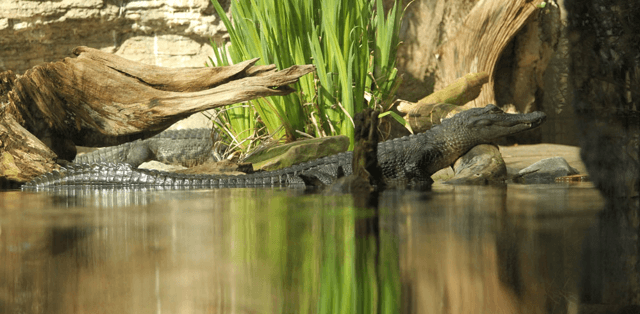 American Alligator in Nashville Zoo