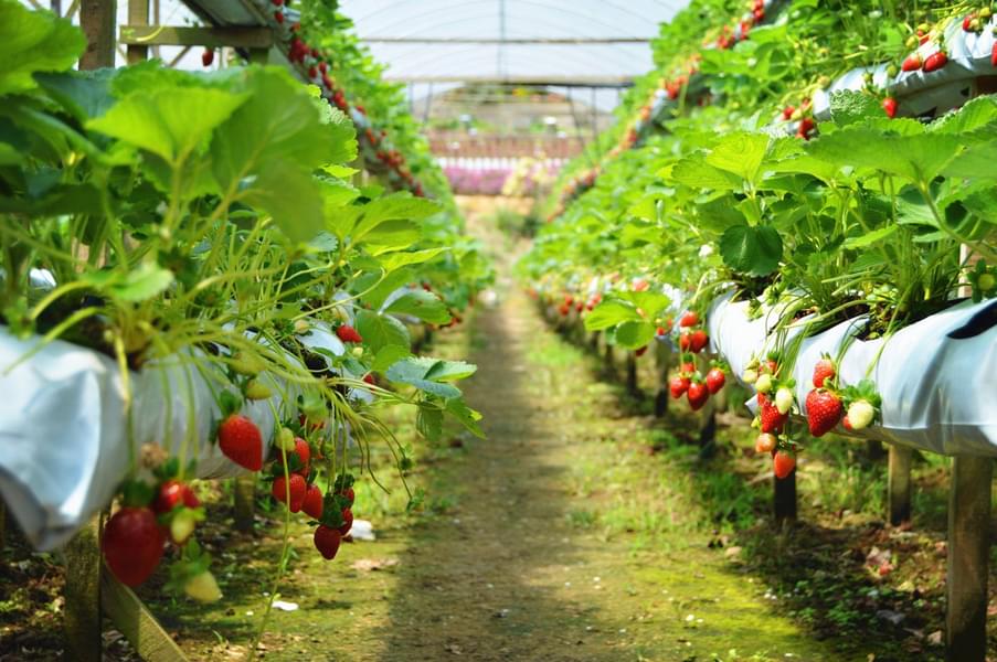 Genting Strawberry Leisure Farms