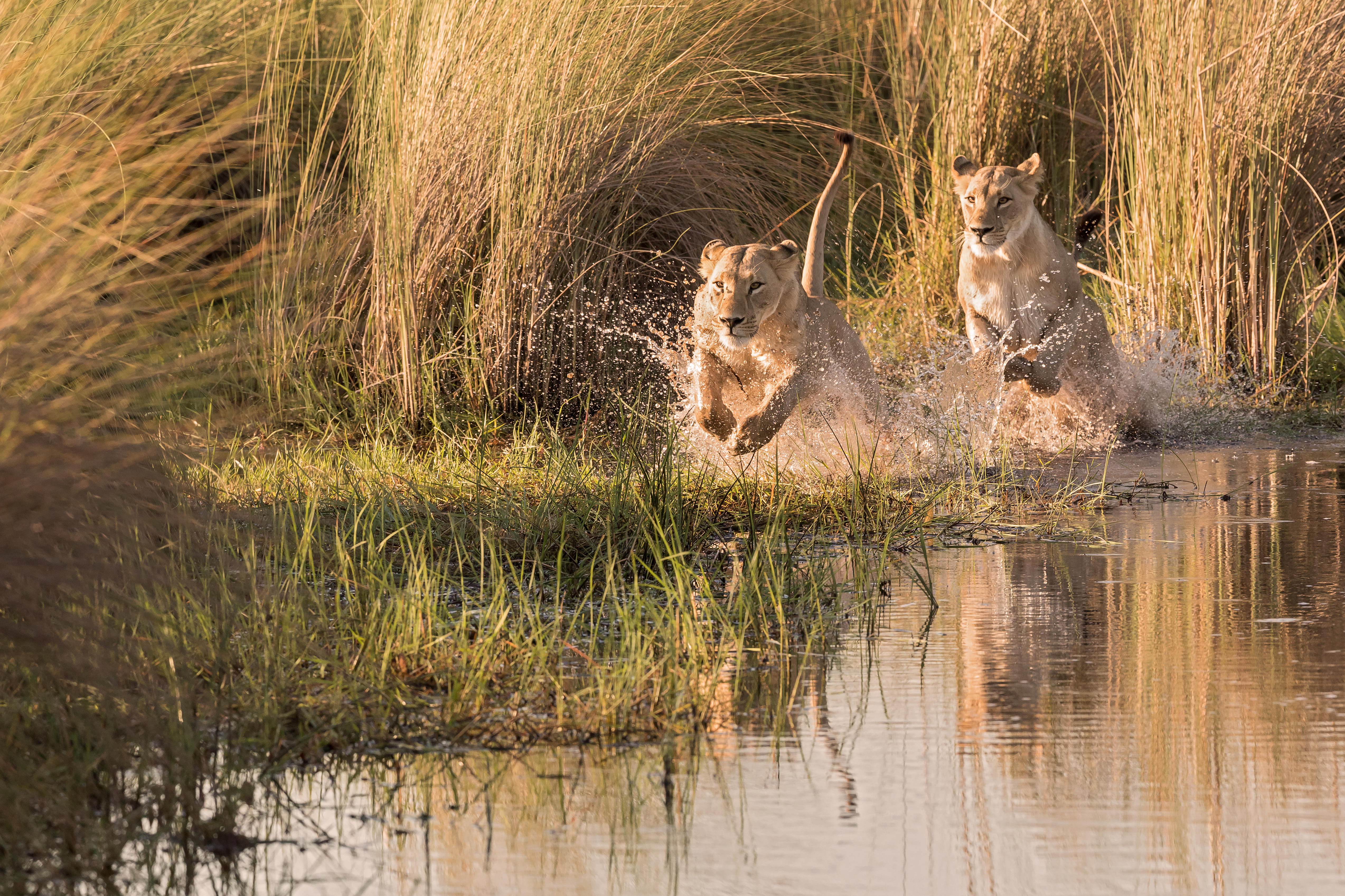Lions at Okavango Delta