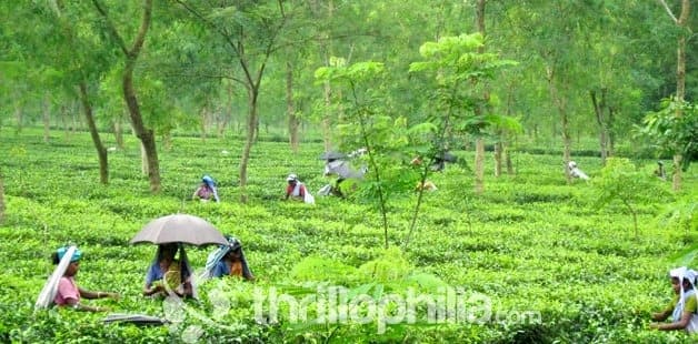 Tosar Lake Trek North Sikkim Image