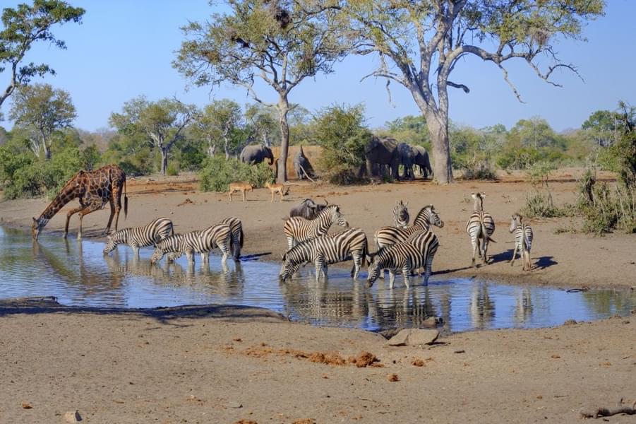 Kruger National Park Image