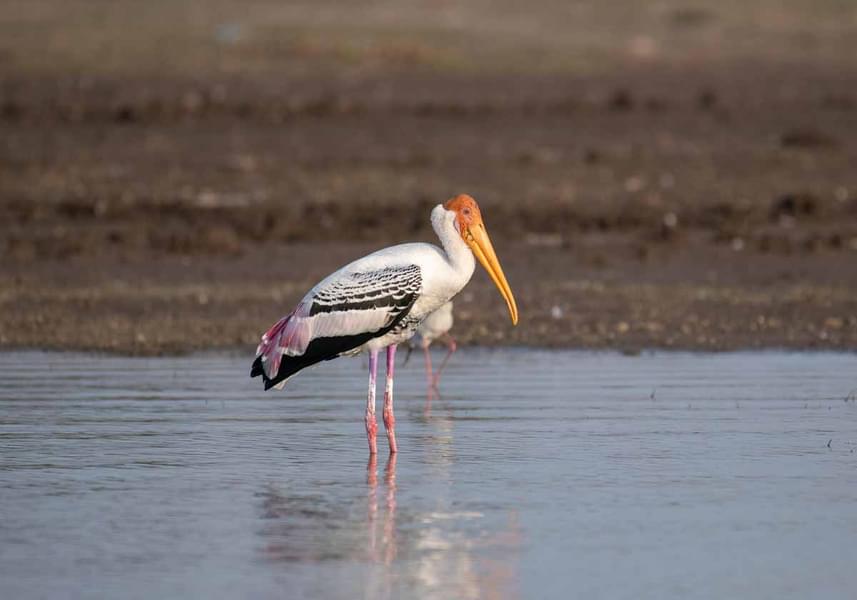 Jawai Leopard Safari​ in Rajasthan Image