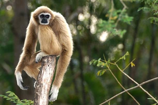 Gibbon