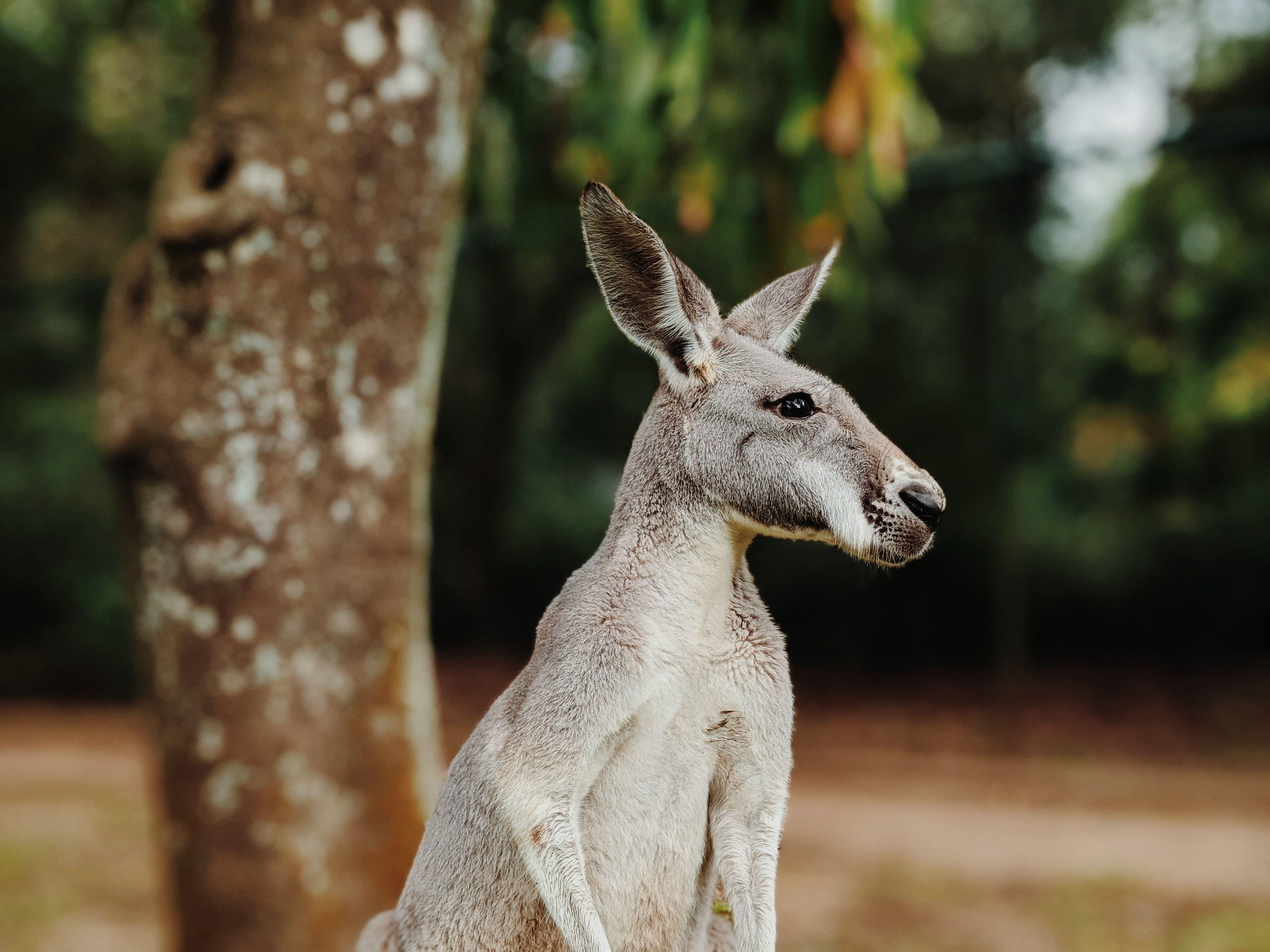 Kangaroo in Australia zoo