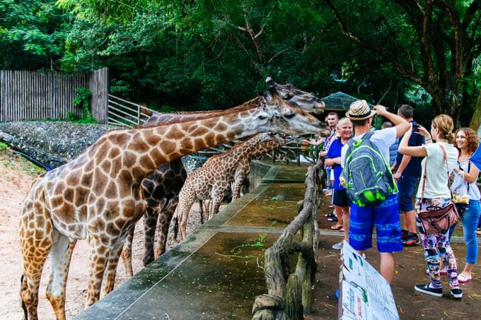 People Feeding giraffe in Khao Kheow Open Zoo