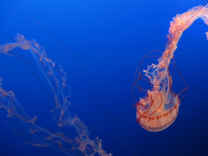 Monterey Bay Aquarium