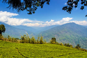 7bxvfvo5mfzxsd19xec7xltjfz5g 1513340362 1200px temi tea garden