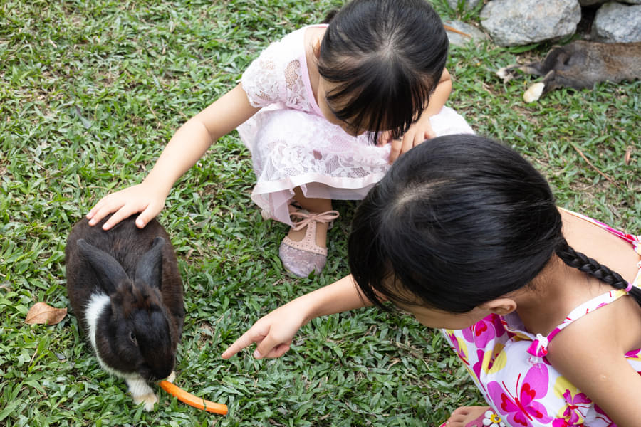 Feed and interact with rabbits the adorable furballs
