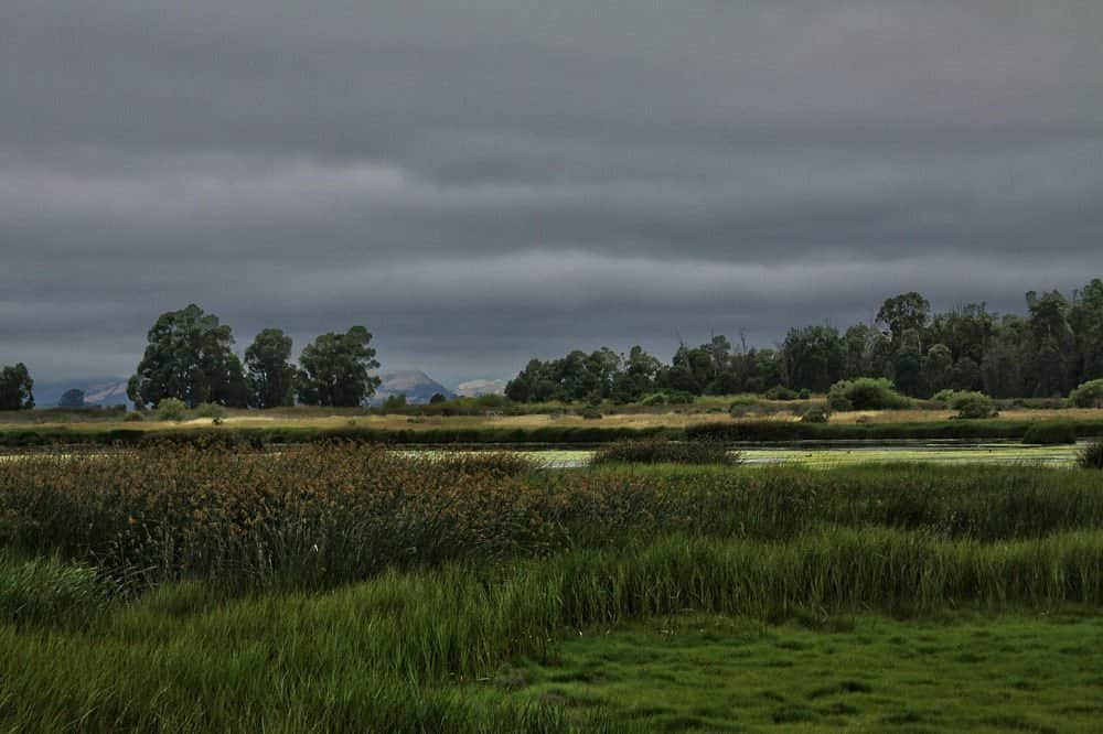 Wetlands Edge Park